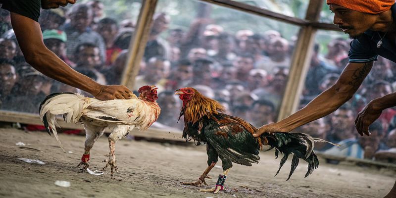 Luật đá gà tre thomo